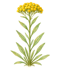 Береза