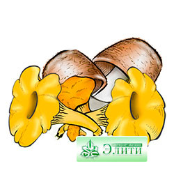 Целебные свойства грибов