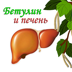 бетулин и печень